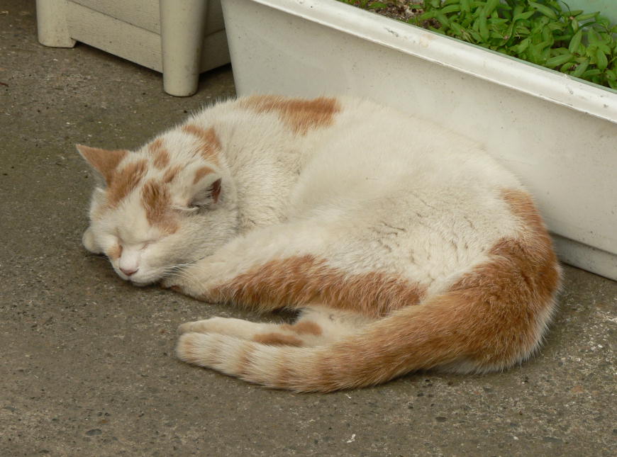 玄関前で寝る猫