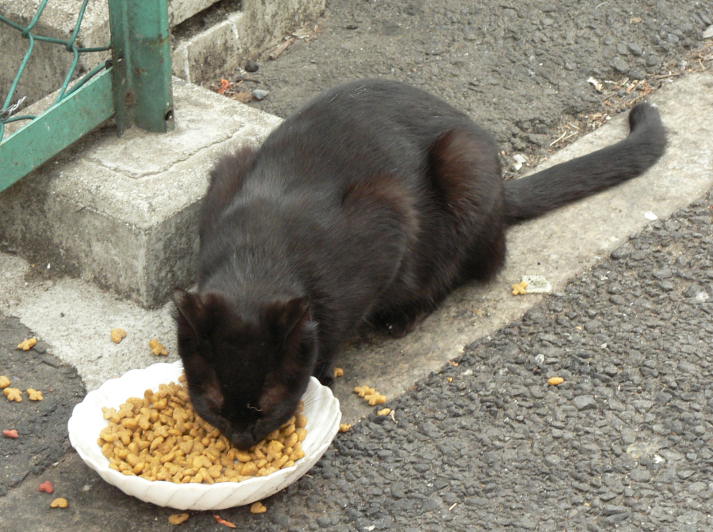 キャットフードを食べる黒猫