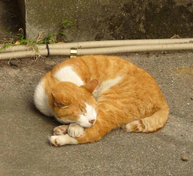 車置き場の奥で眠る猫