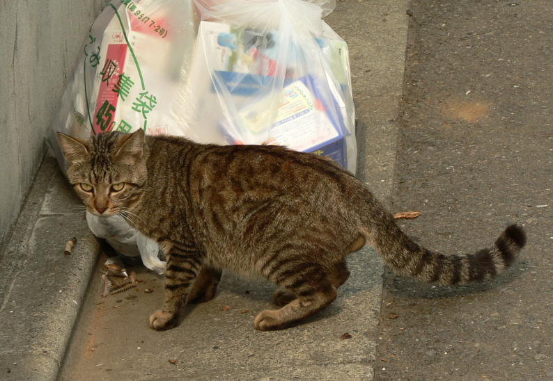 ゴミ袋と猫