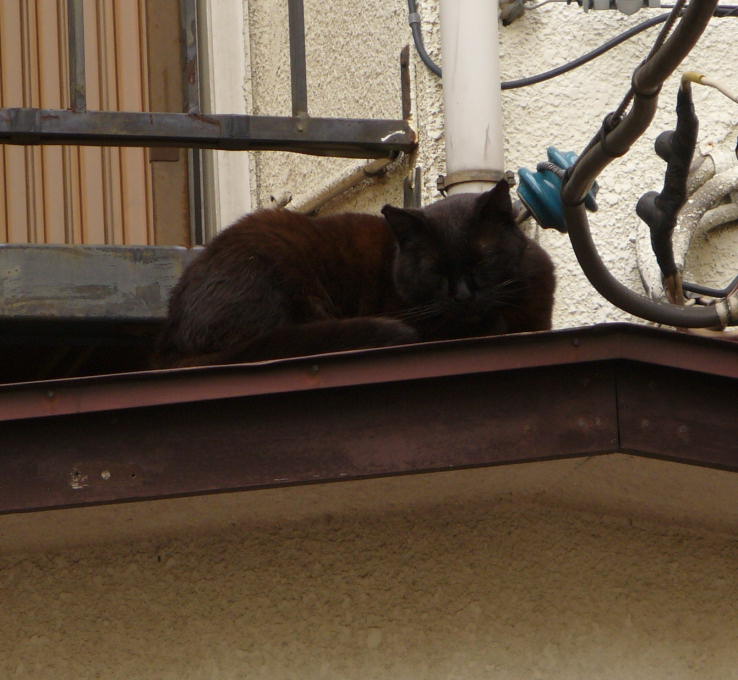 屋根の上の黒猫