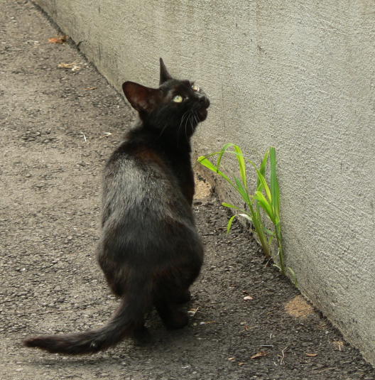 雑草の匂いを嗅いでいた黒猫