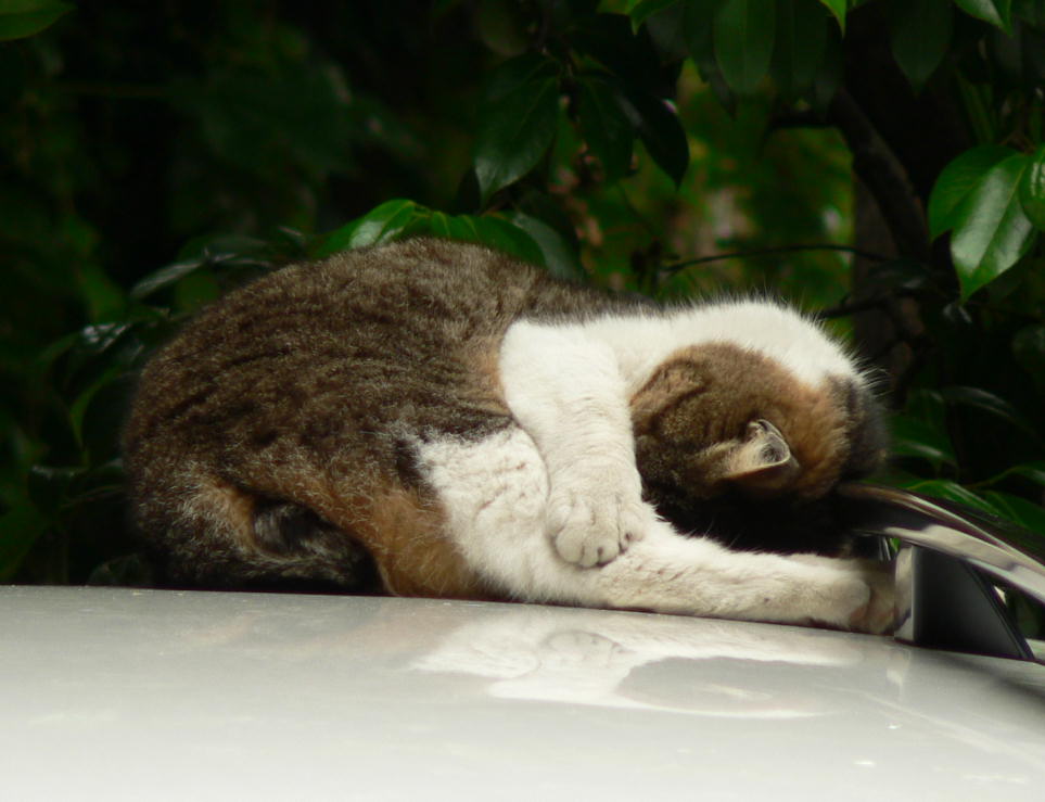 車の屋根の上で丸くなる猫