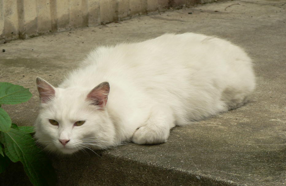 寝そべる白猫