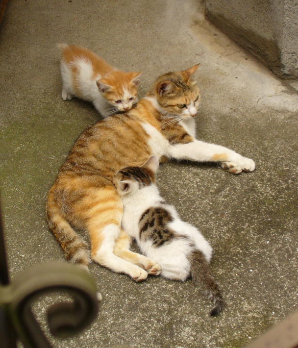 お母さんと子猫2匹