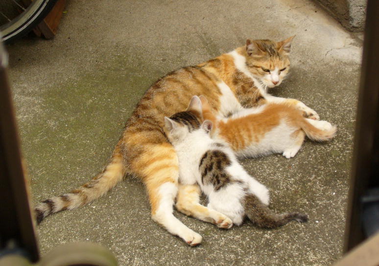 お乳を飲む子猫2匹