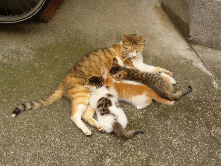 3匹並んでお乳を飲む子猫