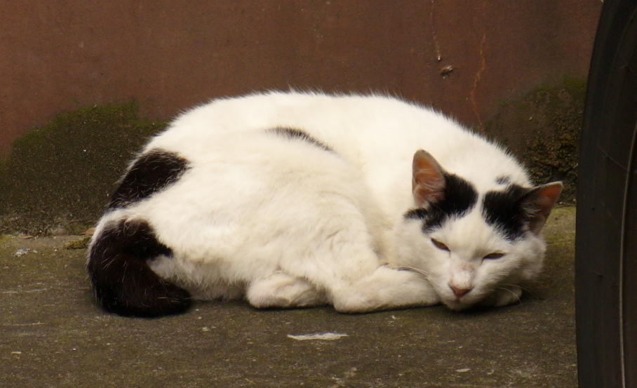 アパートの前で眠る猫