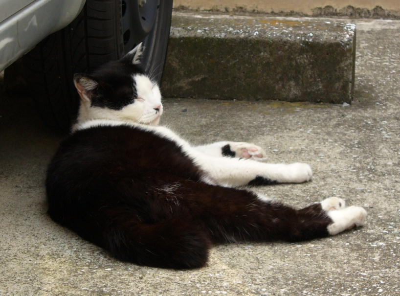 タイヤを枕にする猫