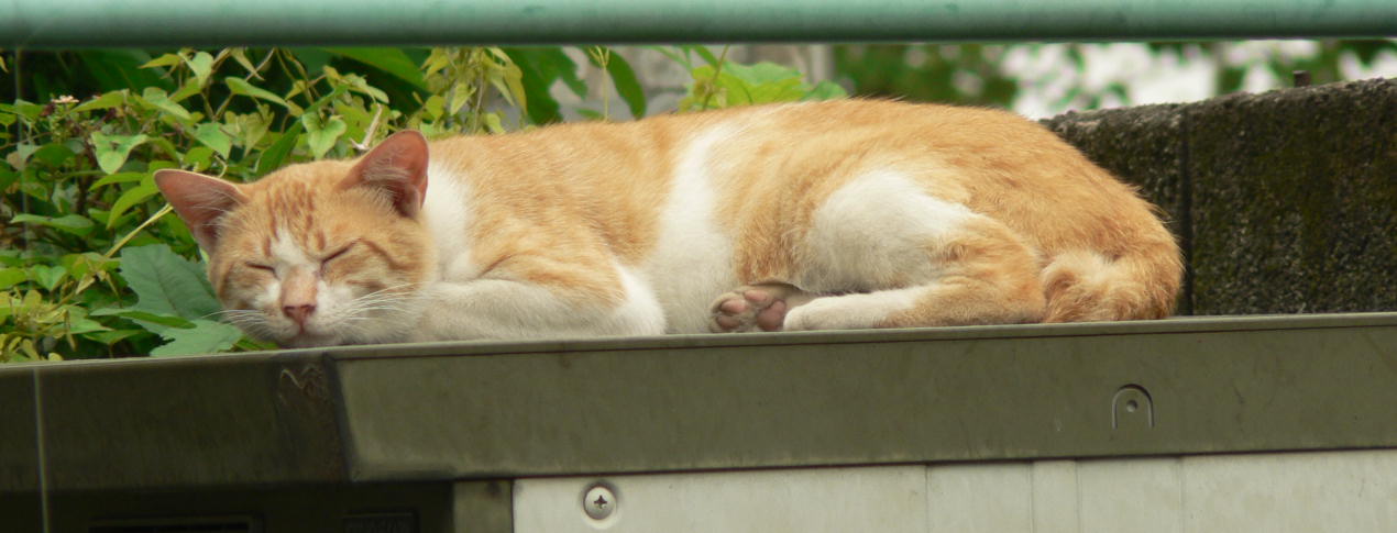 物置の上で眠る猫