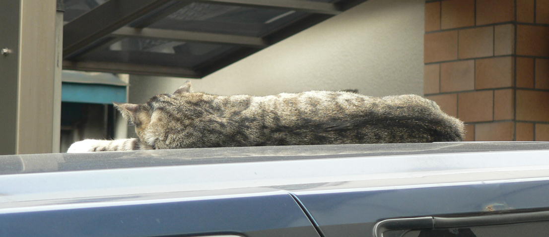 車の屋根の上で寝ている猫