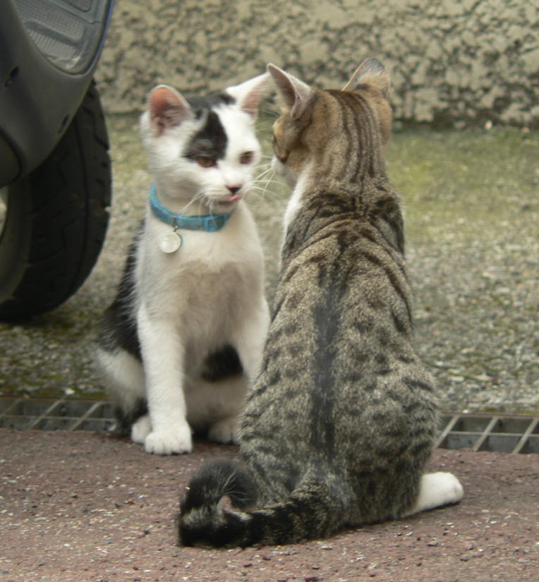 対峙する子猫