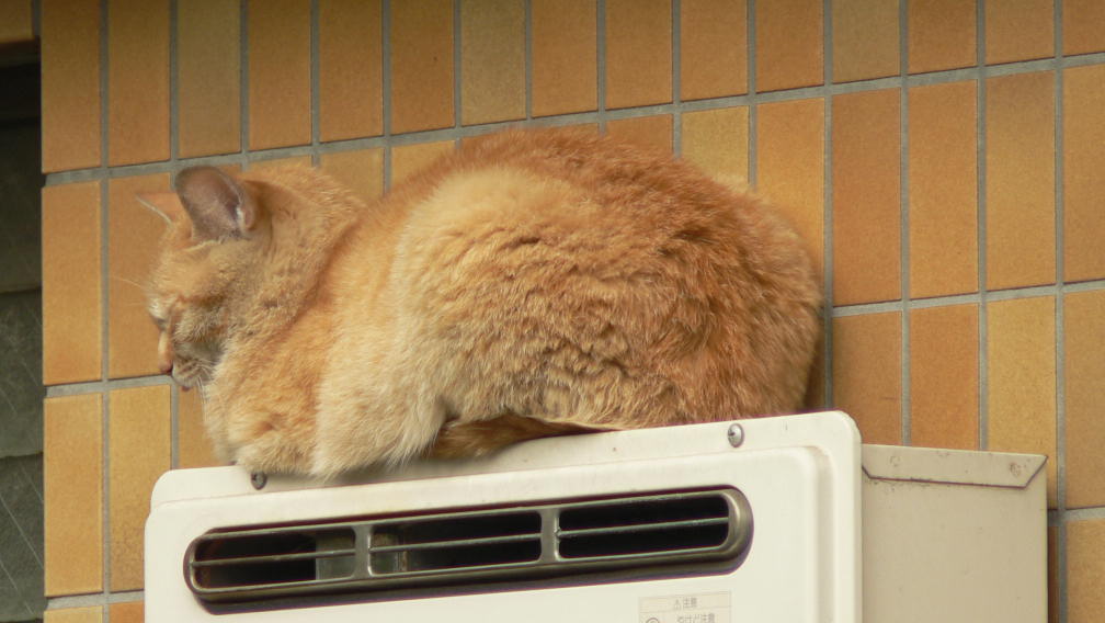湯沸し器の上で眠る猫