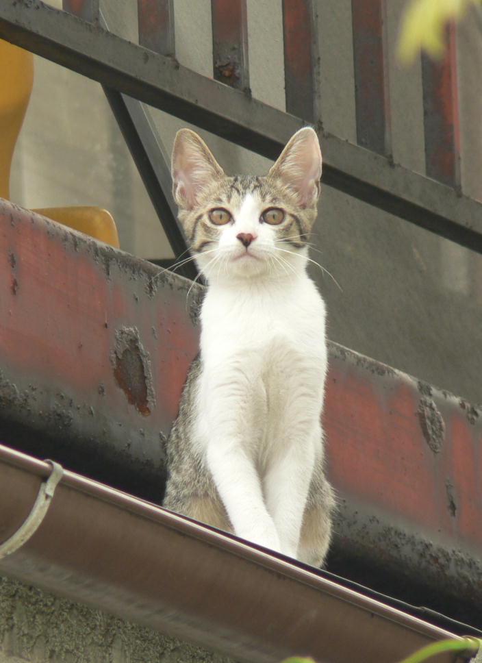 屋根上に猫発見 その2