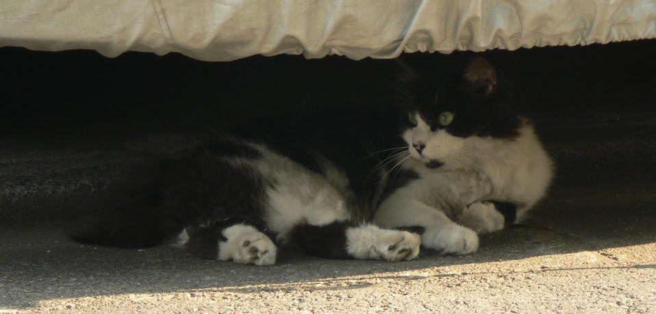 車の下で寝そべる猫