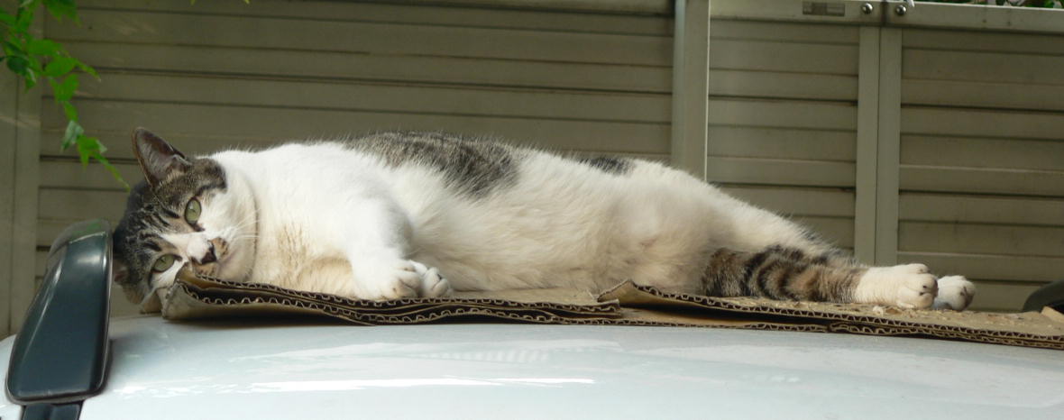 車の屋根の上でくた〜な猫