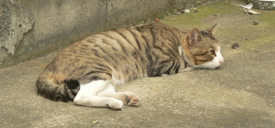 アパートの前で寝そべる猫