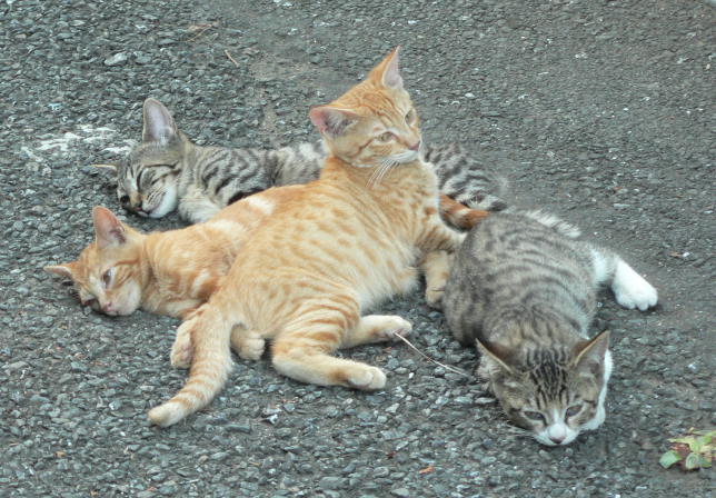 4匹の子猫たち