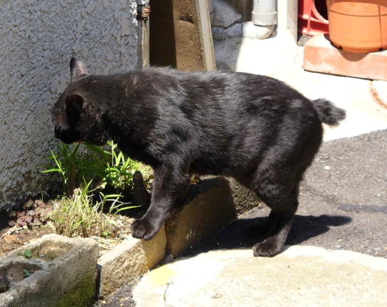 葉っぱを食う黒猫
