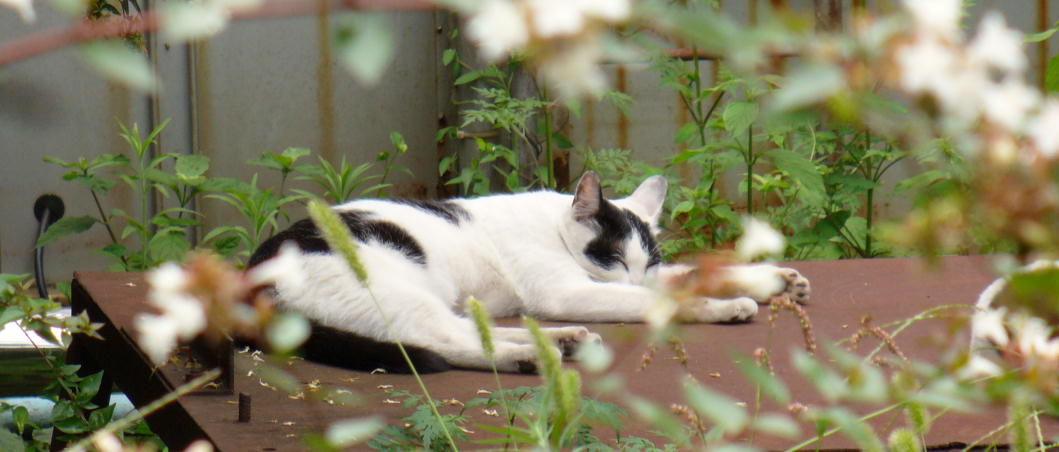 柵の奥で眠る猫