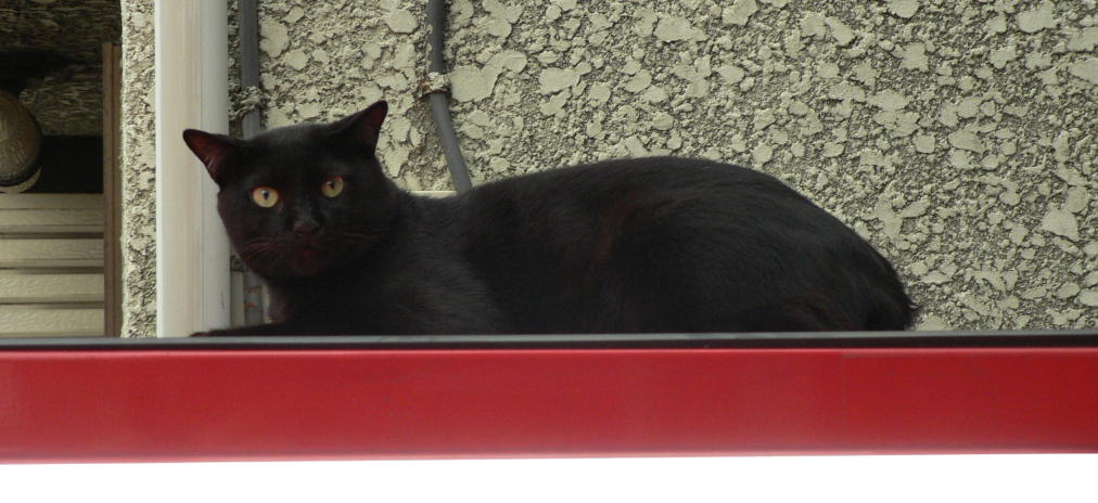 自販機の上の猫